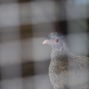 West Mexican chachalaca