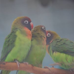 Black-cheeked lovebirds