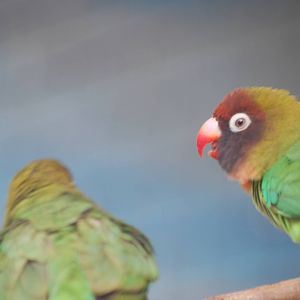 Black-cheeked lovebirds