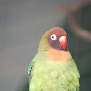 Black-cheeked lovebirds