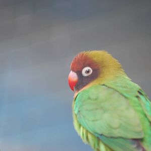 Black-cheeked lovebirds