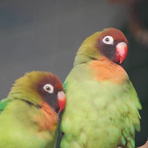 Black-cheeked lovebirds