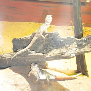 Central Netted Dragon