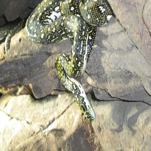Diamond Python
