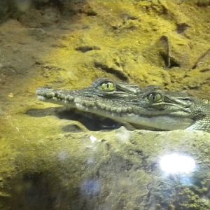 baby salt water crocs!