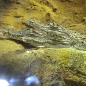 baby salt water crocs!