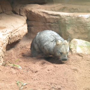 Wombat