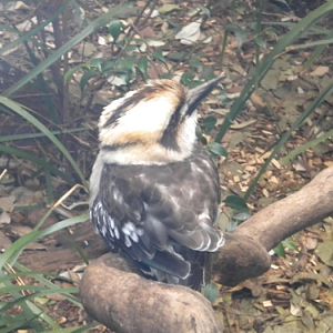 Kookaburra