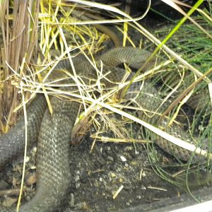 Eastern Brown Snake