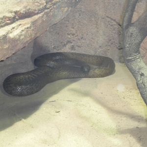 Inland Taipan