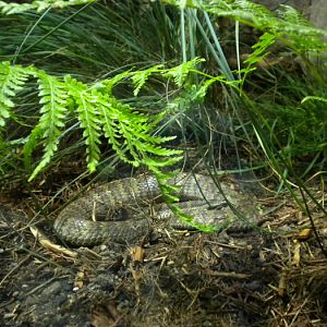 Northern Death Adder