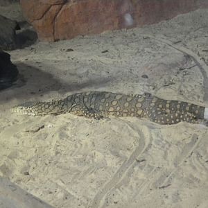 Perentie
