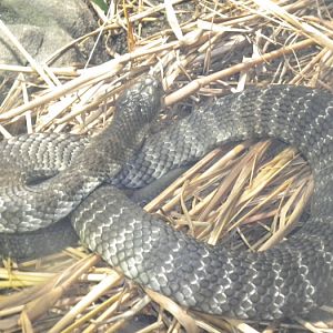 Tiger Snake.