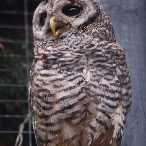Kabouterland Speeltuinen en Zoo - Rufous-legged Owl
