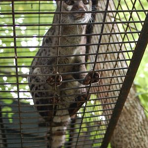 Kabouterland Speeltuinen en Zoo - Cape Genet