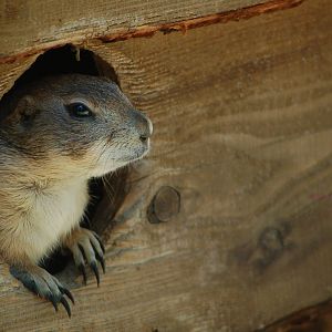 Kabouterland Speeltuinen en Zoo - Prairiedog