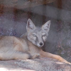 Kabouterland Speeltuinen en Zoo - Corsac Fox