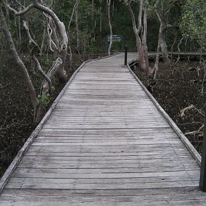 Boardwalk through the mangroves