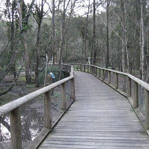 Boardwalk through the swamp