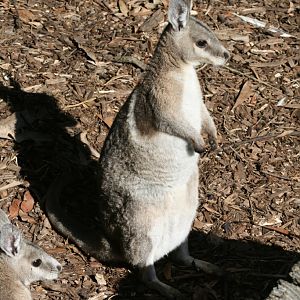 Bridled Nailtail Wallaby