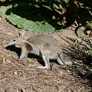 Bridled Nailtail Wallaby