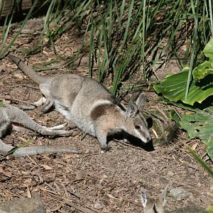 Bridled Nailtail Wallaby