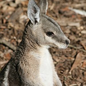 Bridled Nailtail Wallaby portrait