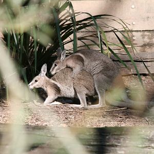Bridled Nailtail Wallaby - Conservation in action