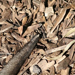 Bridled Nailtail Wallaby's tailnail