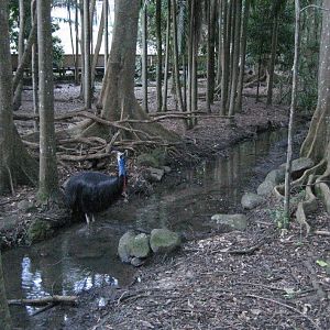Cassowary having a drink in its enormous enclosure