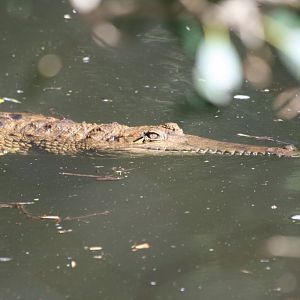 Freshwater Crocodile