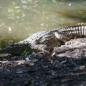 Freshwater Crocodile