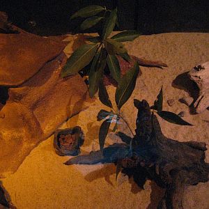 Julia Creek Dunnart enclosure