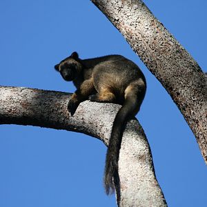 Lumholtz Tree Kangaroo