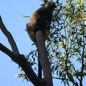 Lumholtz Tree Kangaroo