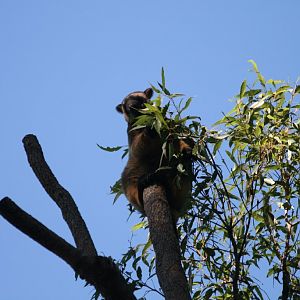 Lumholtz Tree Kangaroo