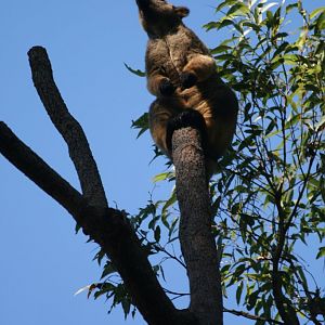 Lumholtz Tree Kangaroo
