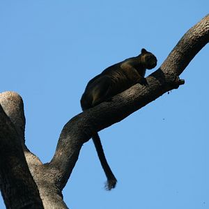 Lumholtz Tree Kangaroo