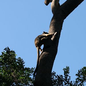 Lumholtz Tree Kangaroo
