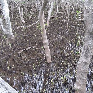 Mangroves