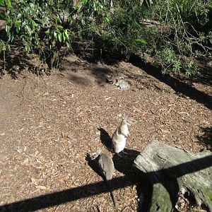 Bridled Nailtail Wallaby enclosure