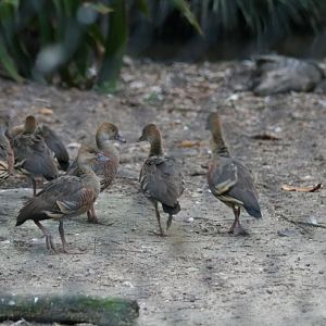 Plumed Whistle-ducks