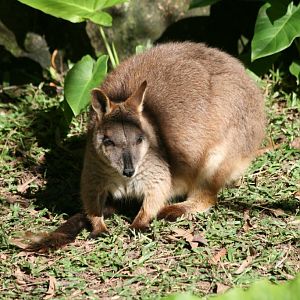 Proserpine Rock Wallaby