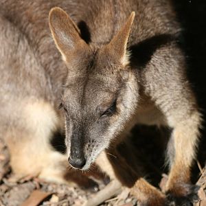 Proserpine Rock Wallaby