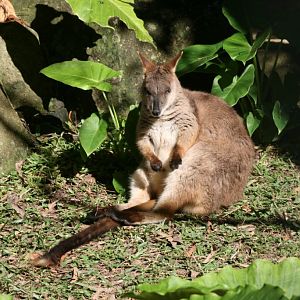 Proserpine Rock Wallaby