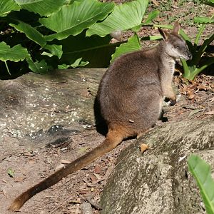 Proserpine Rock Wallaby