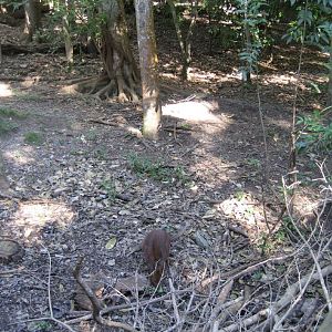 Redlegged Pademelon enclosure