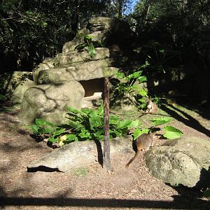 Proserpine Rock Wallaby enclosure