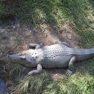Saltwater Crocodile