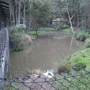 Saltwater Crocodile enclosure